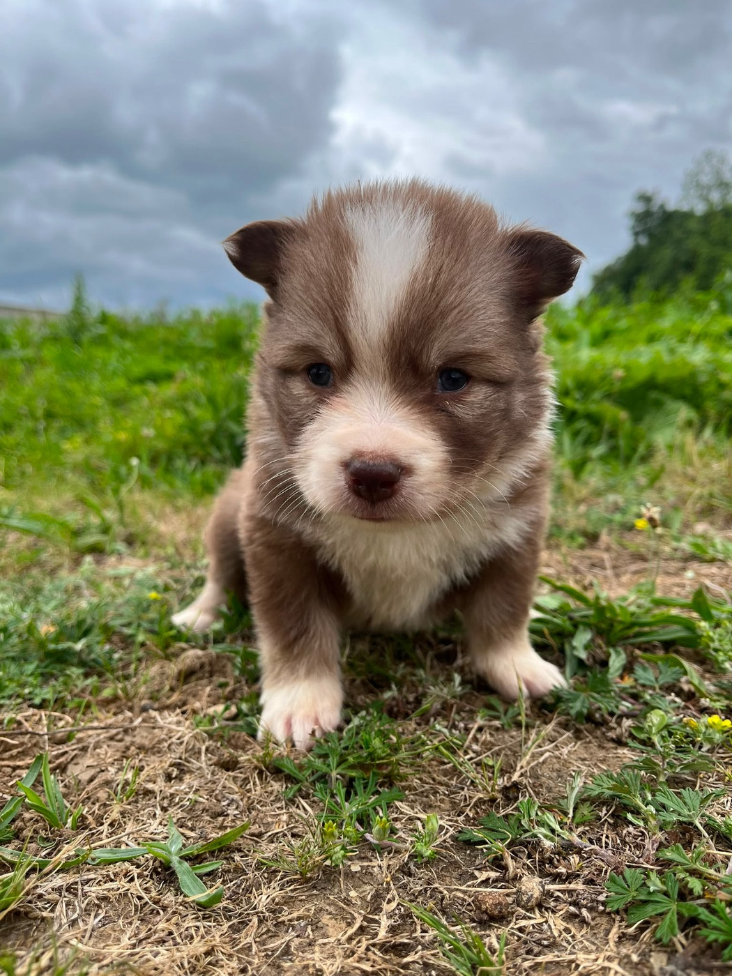 Chiot N°4