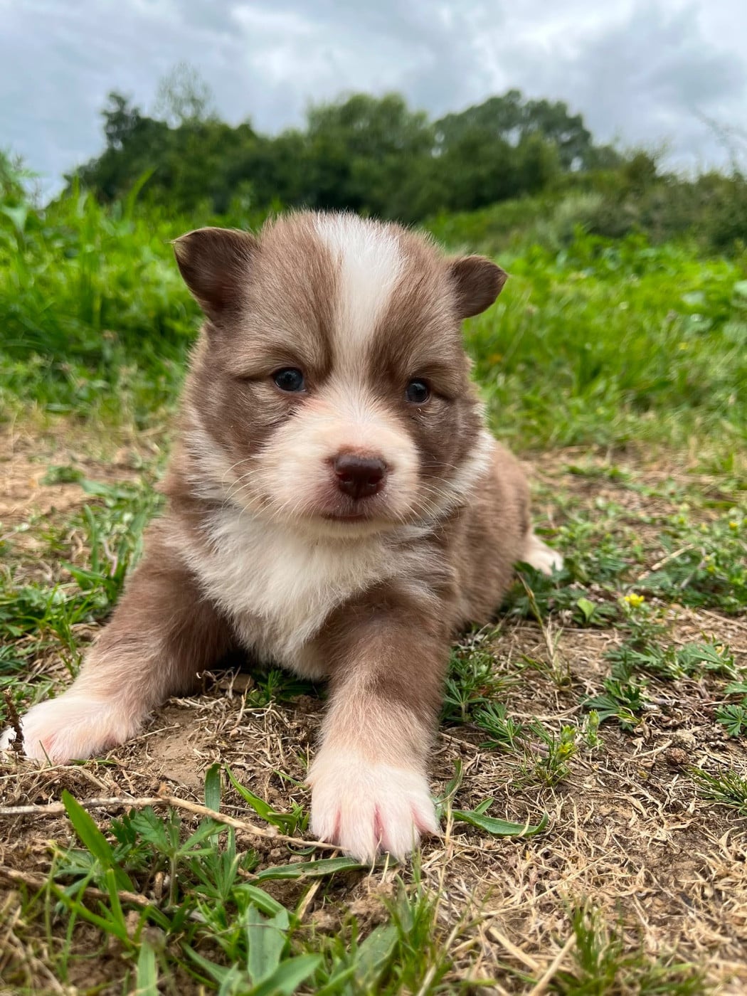 Chiot N°4