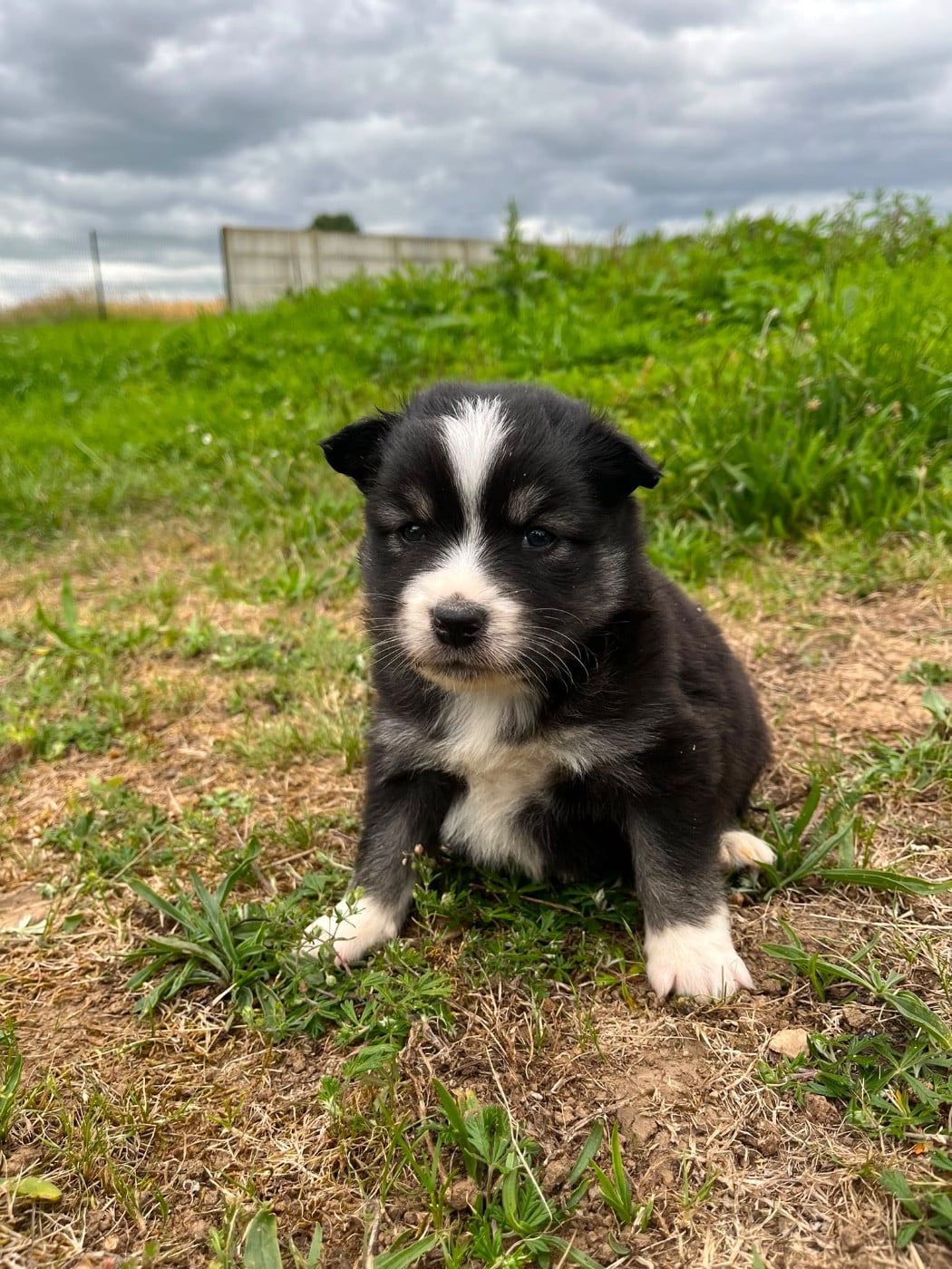 Chiot N°5