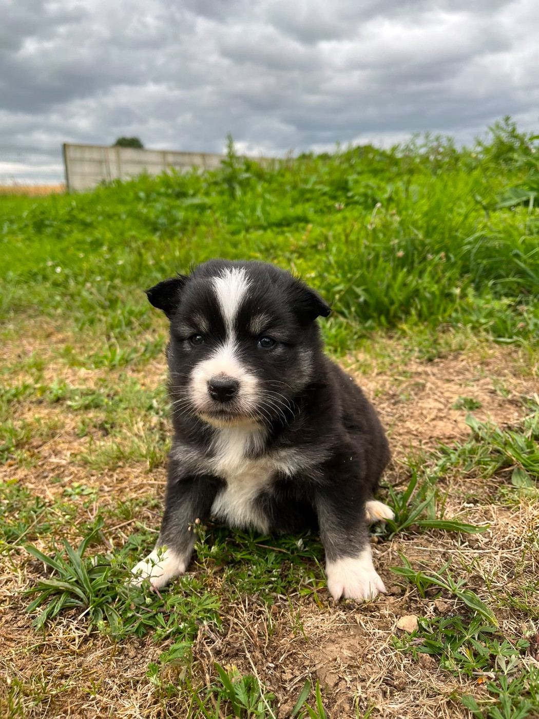Chiot N°5