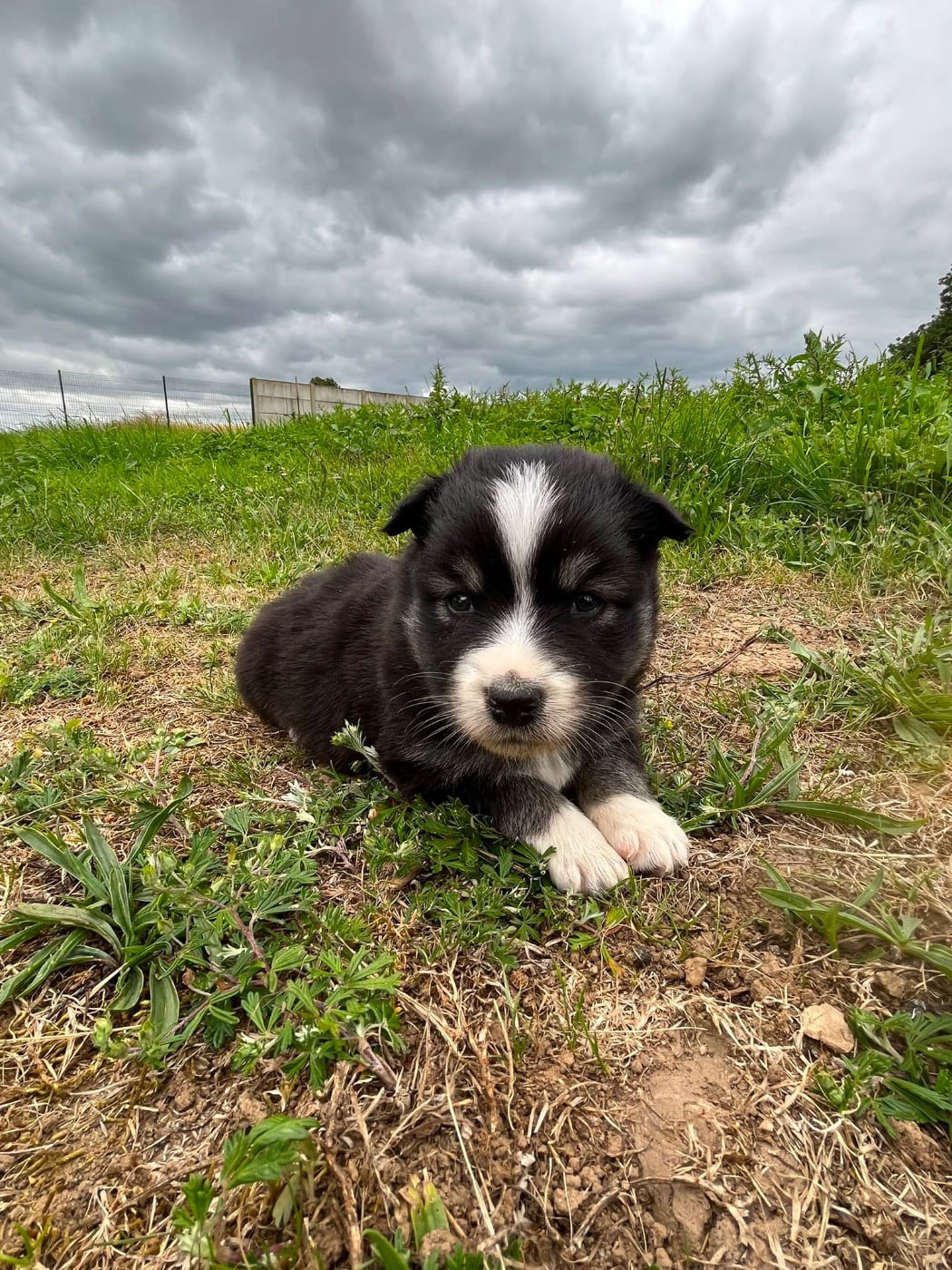 Chiot N°5