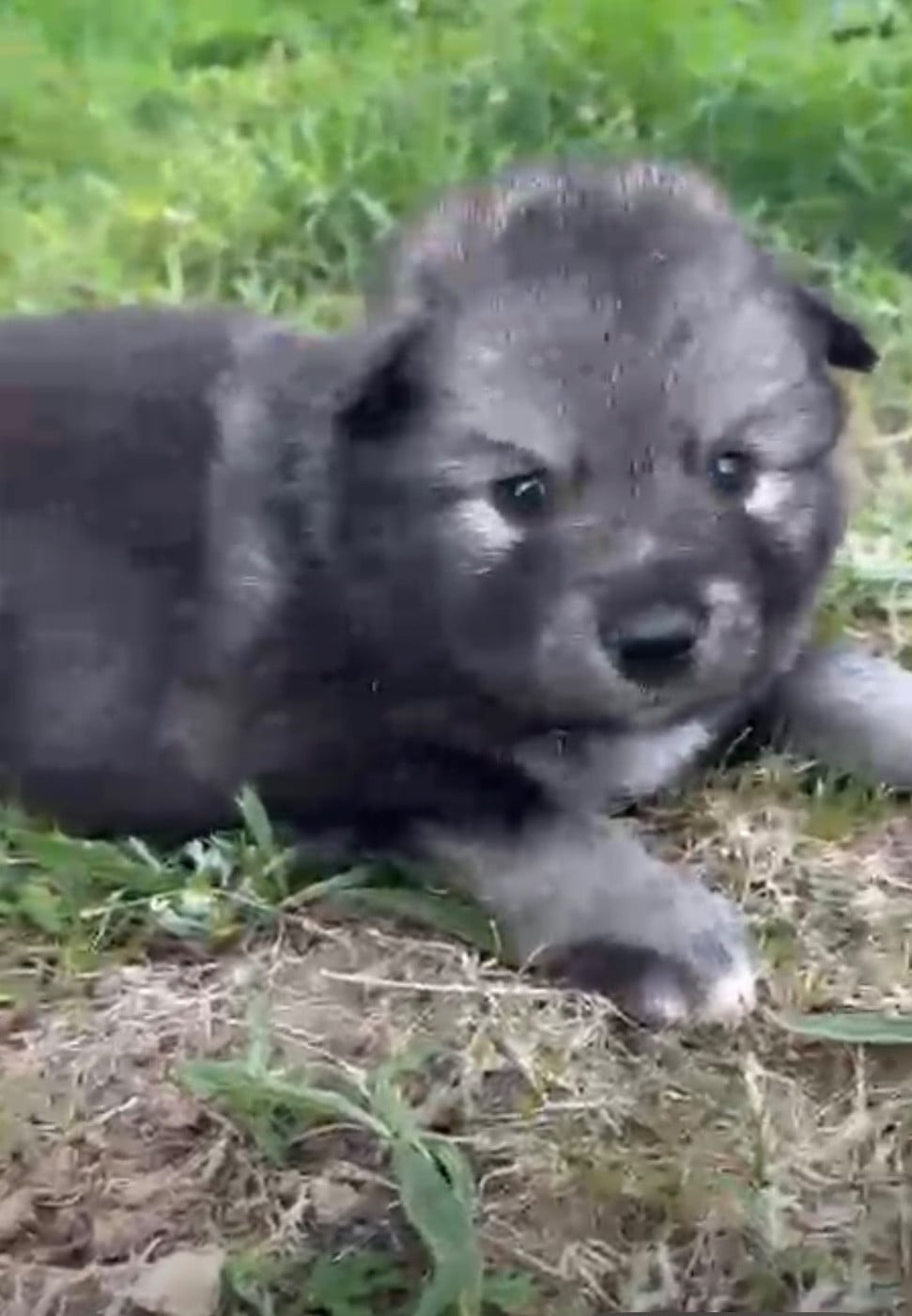 Chiot N°6