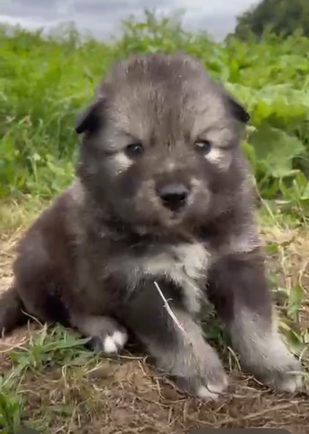 Chiot N°6