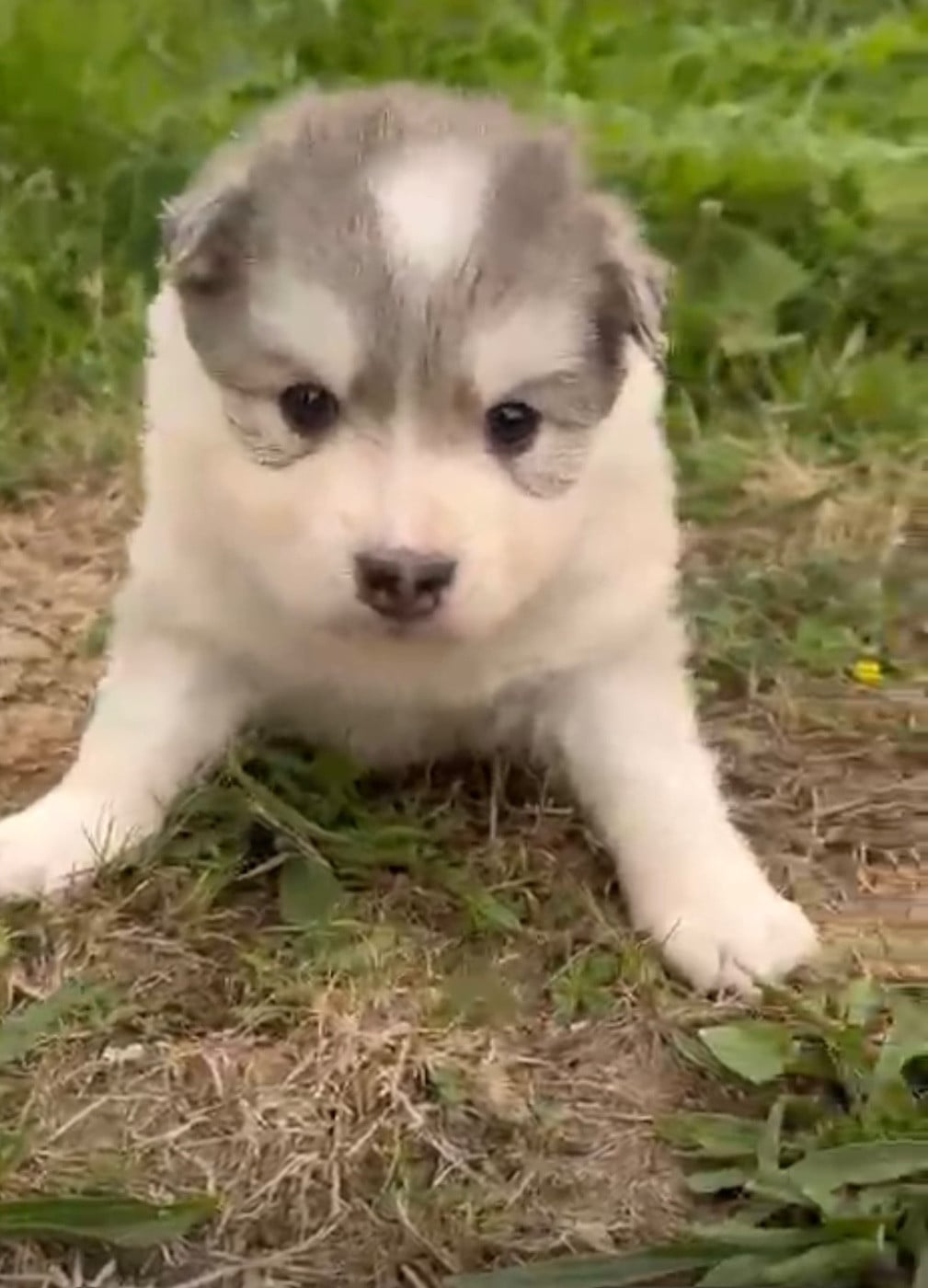 Chiot N°7