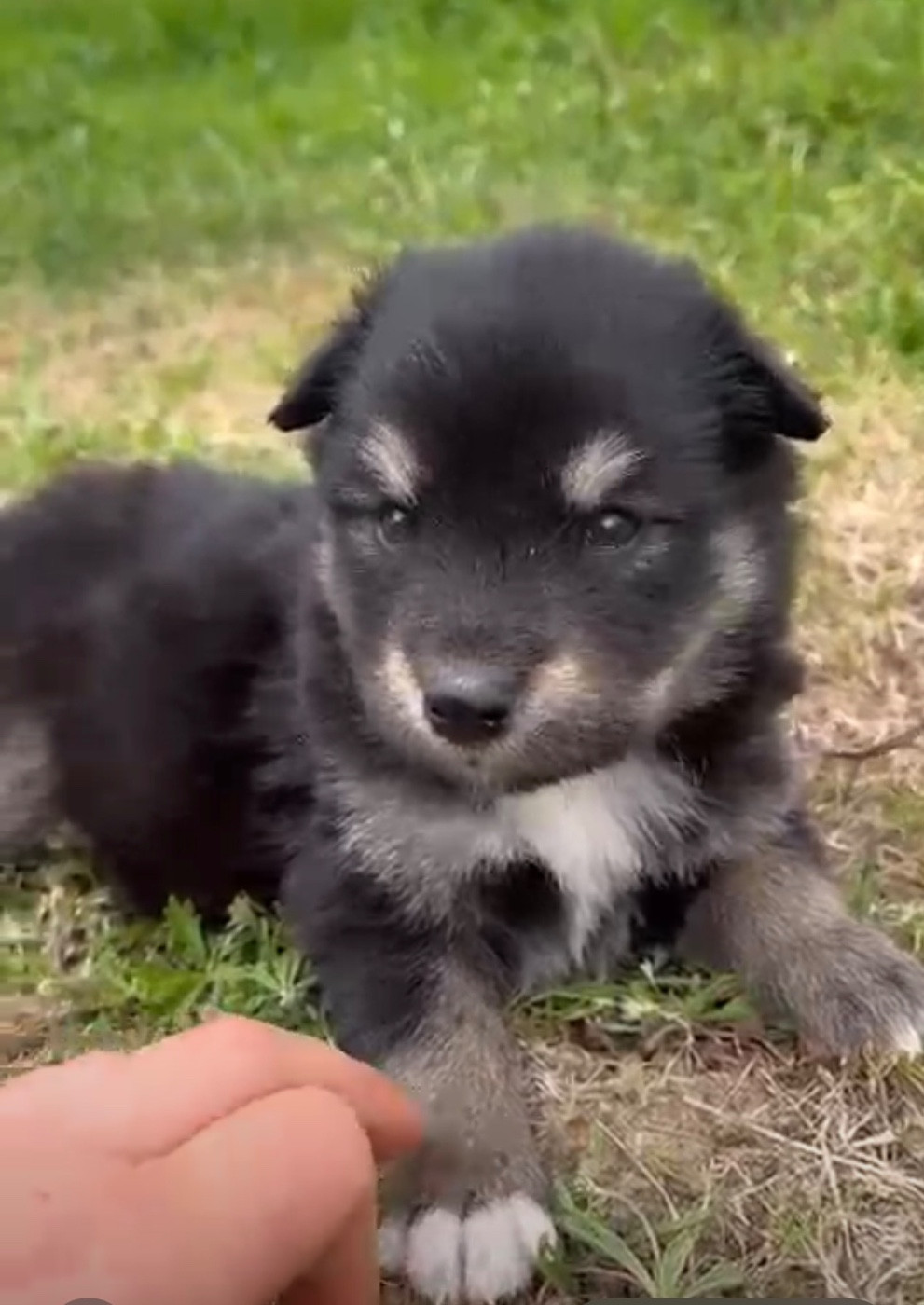 Chiot N°8