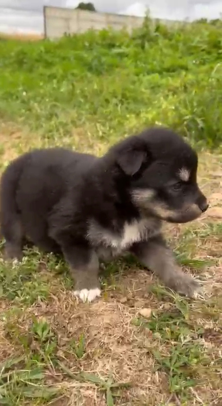 Chiot N°8