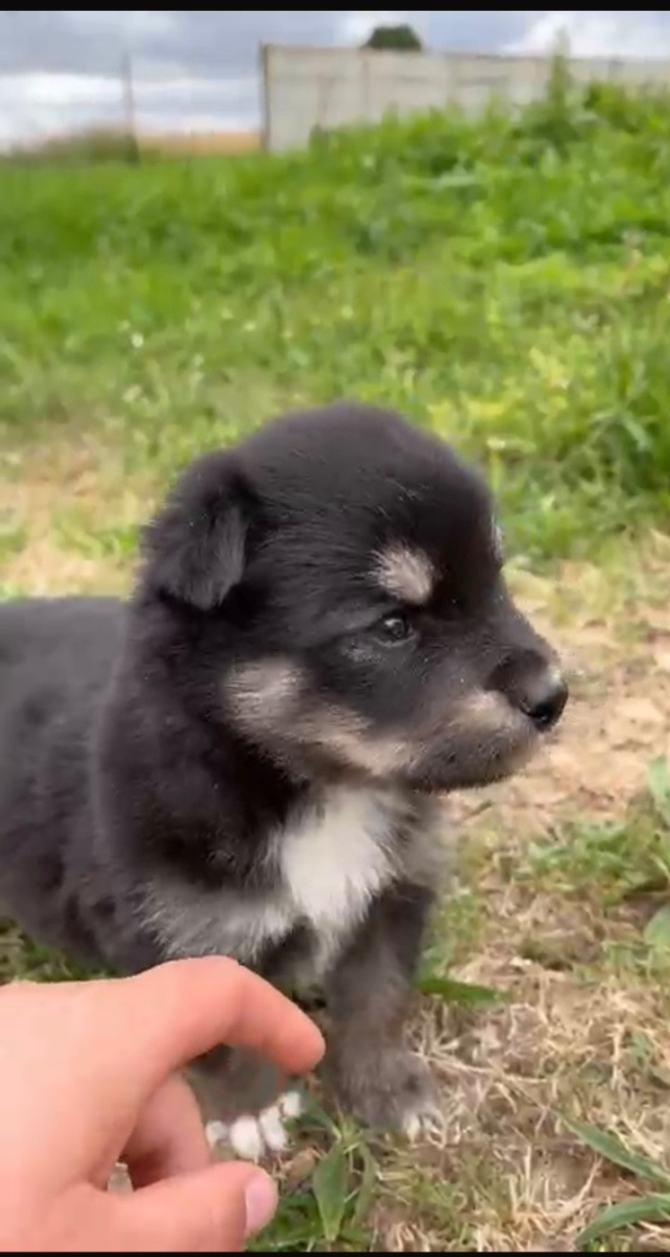 Chiot N°8