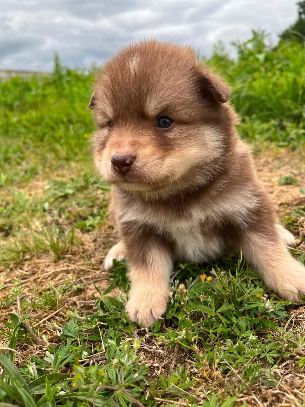 Chiot N°9