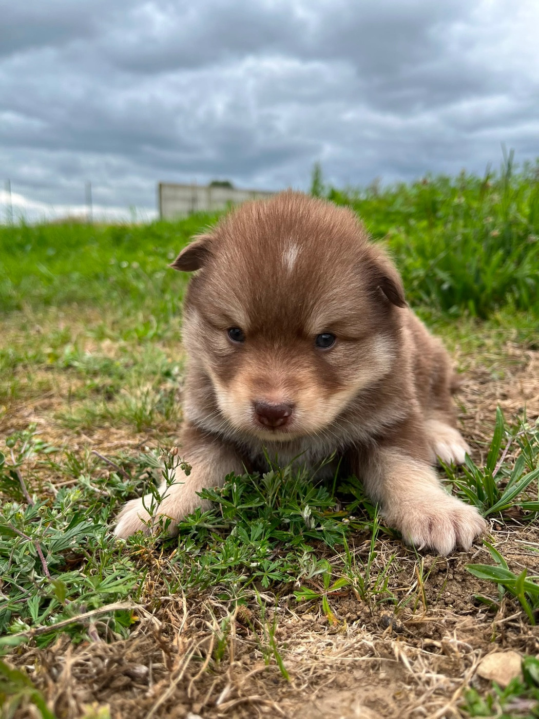 Chiot N°9