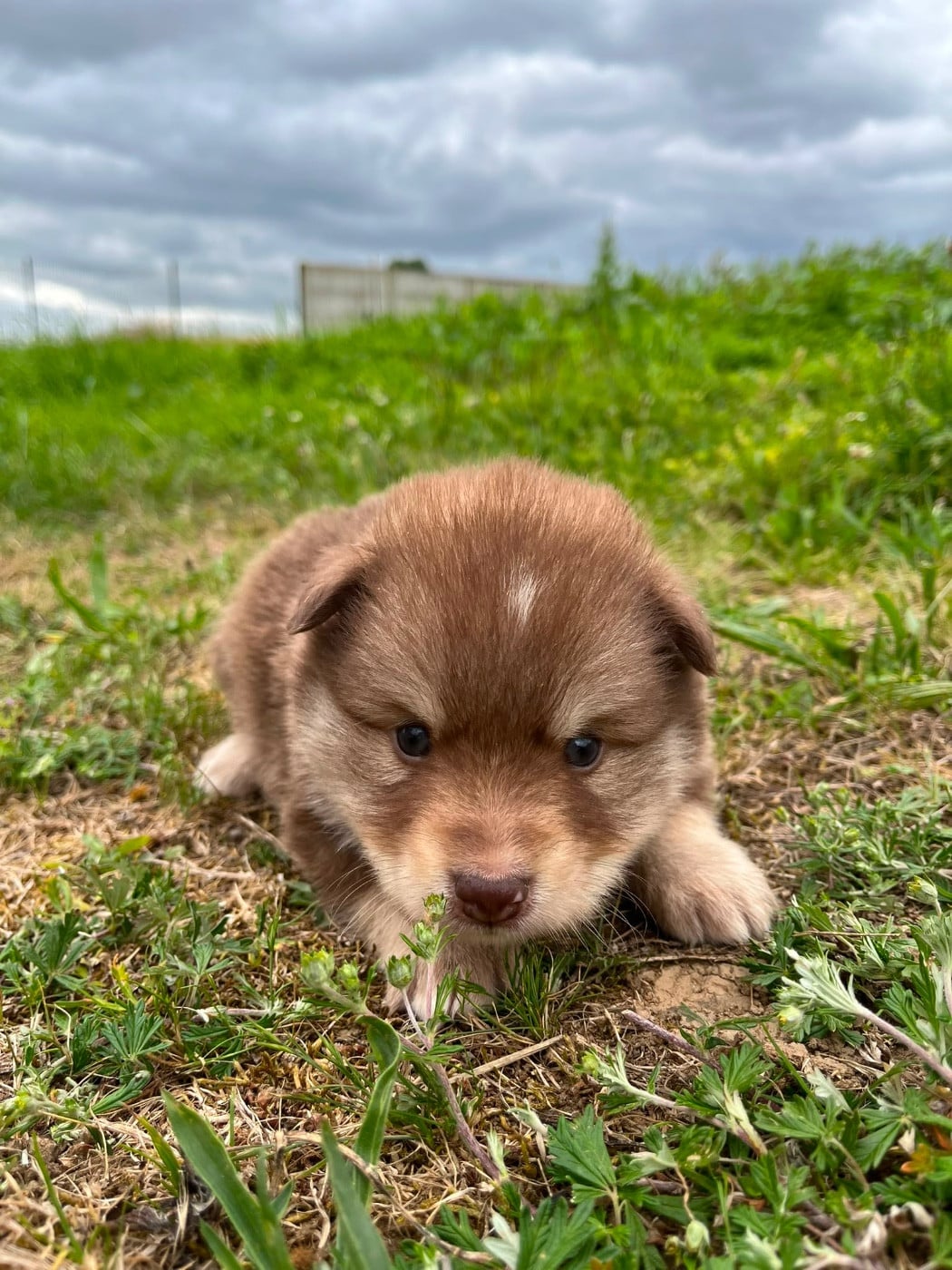 Chiot N°9