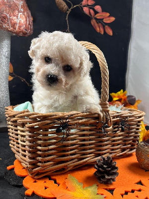 Les chiots de Bichon Frise