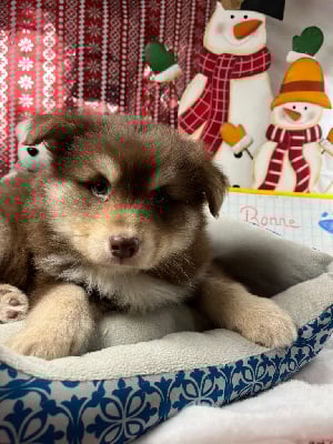 Les chiots de Chien finnois de Laponie