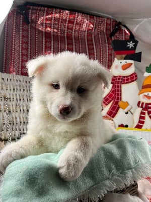 Les chiots de Chien finnois de Laponie