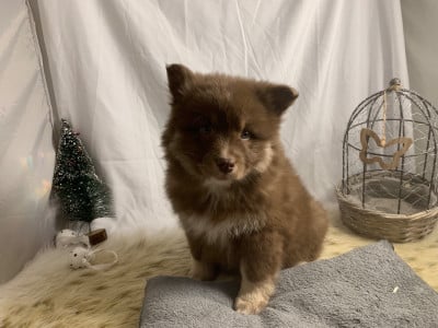 Les chiots de Chien finnois de Laponie