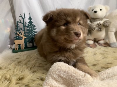 Les chiots de Chien finnois de Laponie