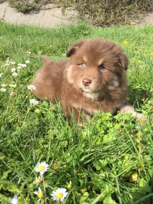Les chiots de Chien finnois de Laponie