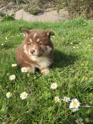 Les chiots de Chien finnois de Laponie