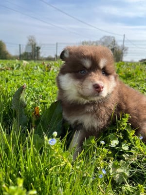 Les chiots de Chien finnois de Laponie