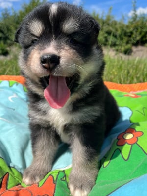 Les chiots de Chien finnois de Laponie