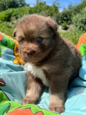 Les chiots de Chien finnois de Laponie
