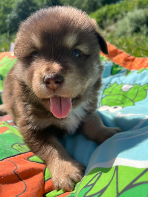 Les chiots de Chien finnois de Laponie