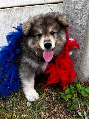 Les chiots de Chien finnois de Laponie