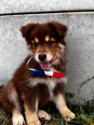 Les chiots de Chien finnois de Laponie