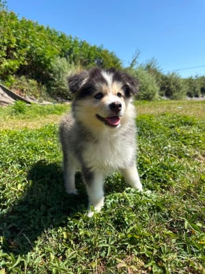 Chien finnois de Laponie