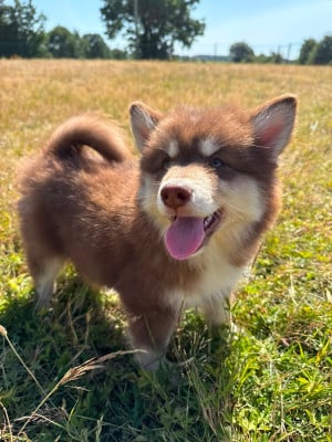 bowie - Chien finnois de Laponie