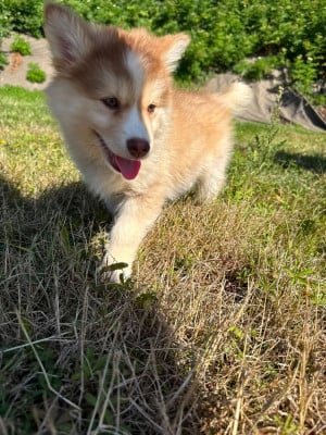 britney - Chien finnois de Laponie