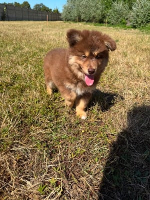 bonny - Chien finnois de Laponie