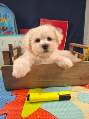Les chiots de Bichon Frise