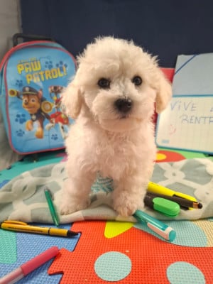 Les chiots de Bichon Frise