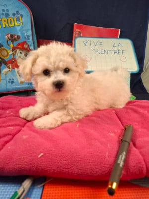 Les chiots de Bichon Frise