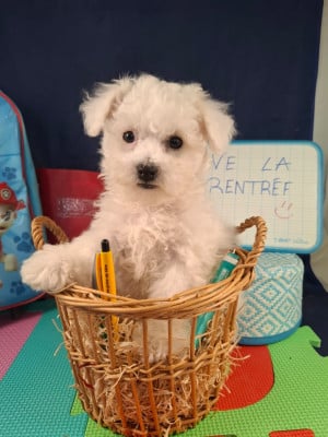 Les chiots de Bichon Frise