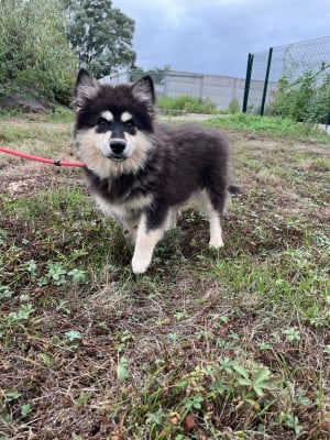 Les chiots de Chien finnois de Laponie
