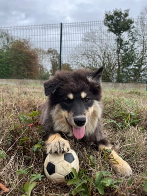 Les chiots de Chien finnois de Laponie