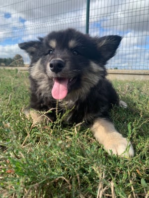 Chien finnois de Laponie