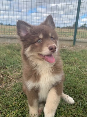 BULBA - Chien finnois de Laponie