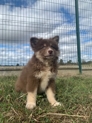 BARLA - Chien finnois de Laponie