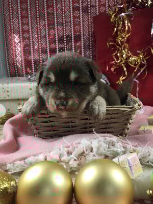 Les chiots de Chien finnois de Laponie