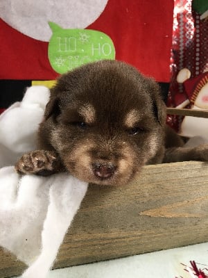 Les chiots de Chien finnois de Laponie