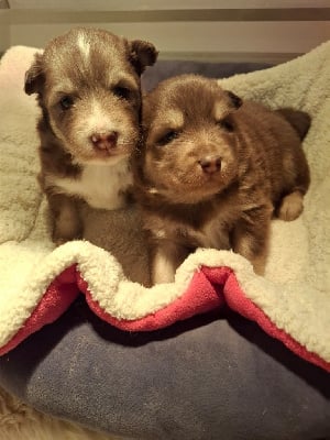 Les chiots de Chien finnois de Laponie