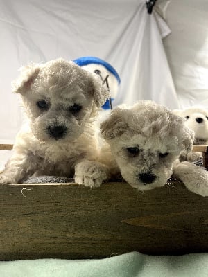 Les chiots de Bichon Frise