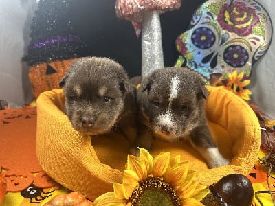 Les chiots de Chien finnois de Laponie