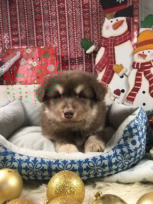 Les chiots de Chien finnois de Laponie