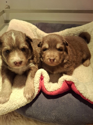 Les chiots de Chien finnois de Laponie