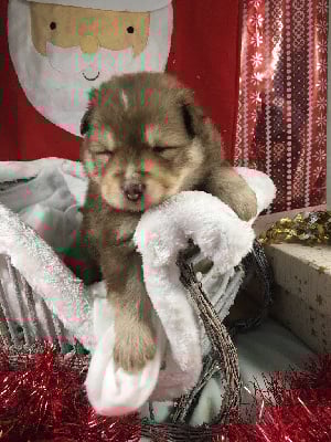 Les chiots de Chien finnois de Laponie
