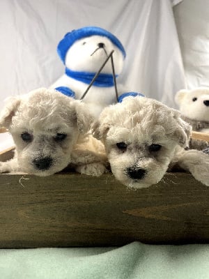 Les chiots de Bichon Frise