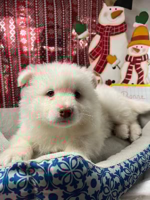 Les chiots de Chien finnois de Laponie